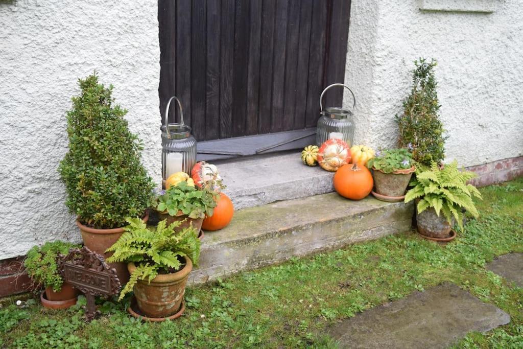 Cedra Cottage - Vintage Country Hideaway Axminster Exteriér fotografie